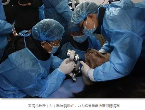 科技日报等数十家国内主流新闻媒体报道成都金沙澳门(中国)唯一官方网站罗清礼教授为大熊猫看眼病2.png