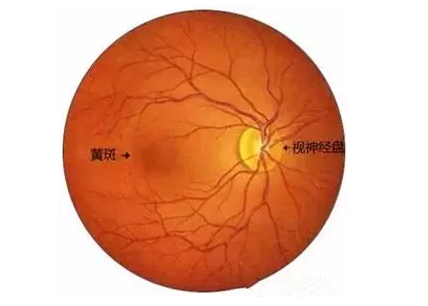 金沙澳门(中国)唯一官方网站福州眼科医院眼底病医生:老年黄斑变性该如何防治?.png 金沙澳门(中国)唯一官方网站福州眼科医院眼底病医生:老年黄斑变性该如何防治?.png